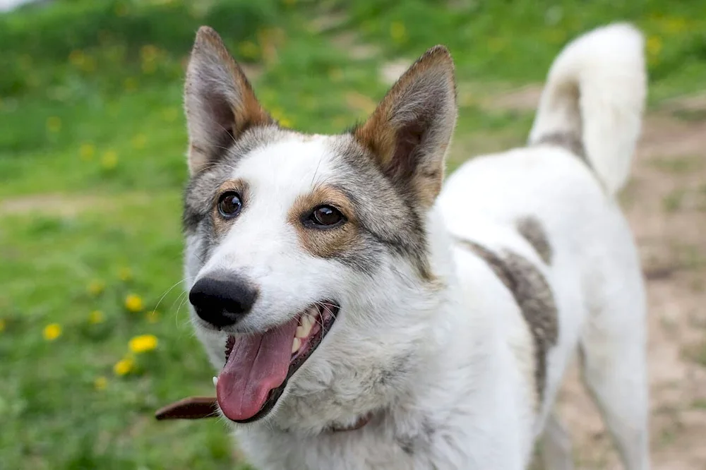 Métis husky