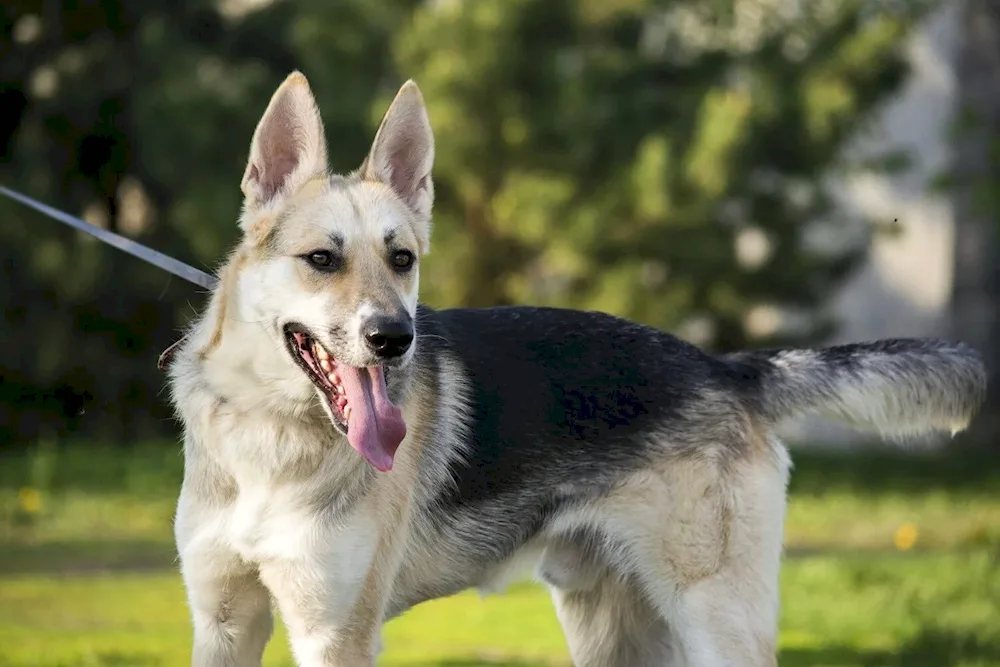 Métis husky and sheepdog