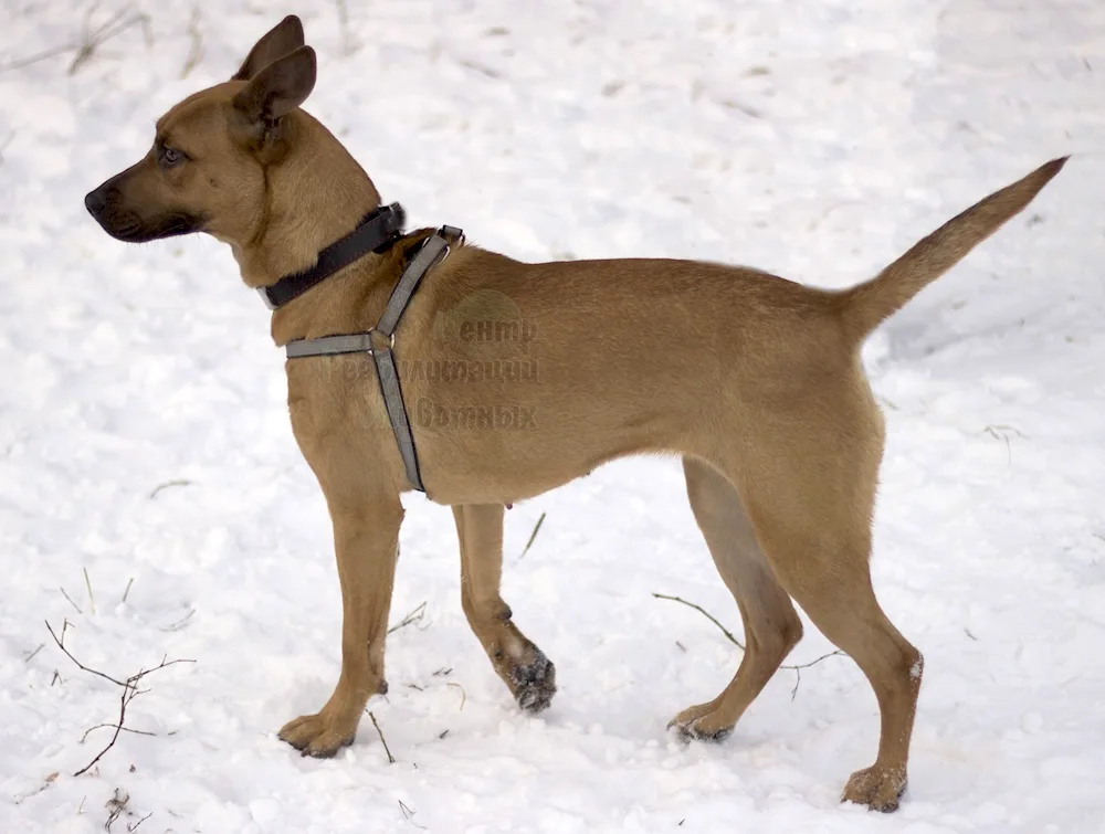 Métis. Malinois