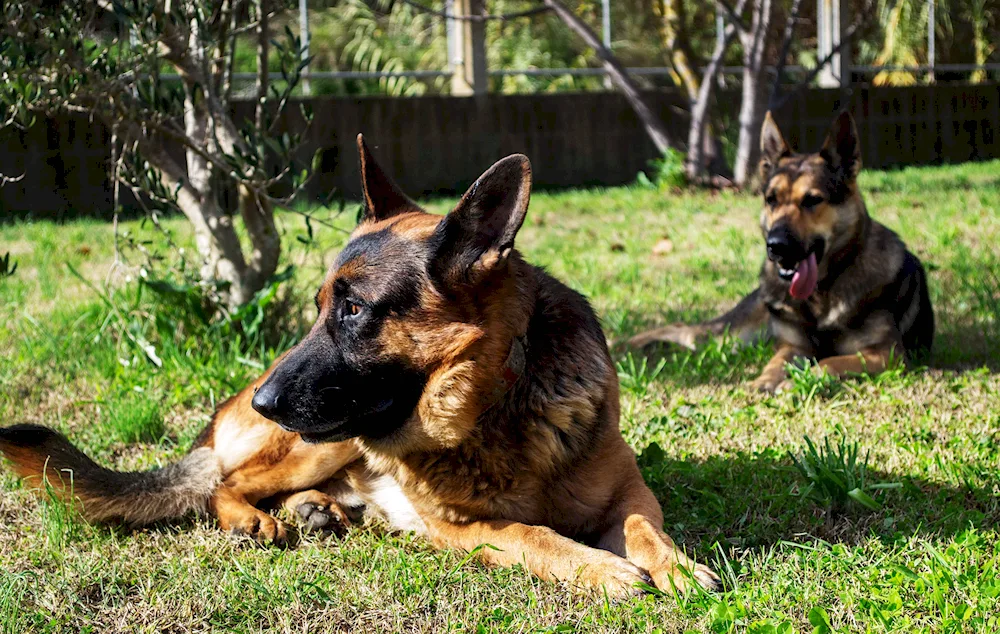 Bavarian Shepherd