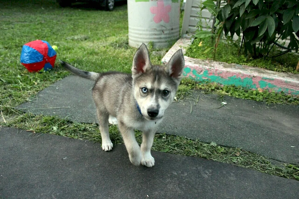 Malamute