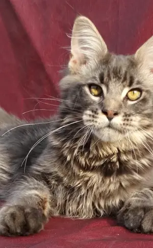 Maine Coon Métis