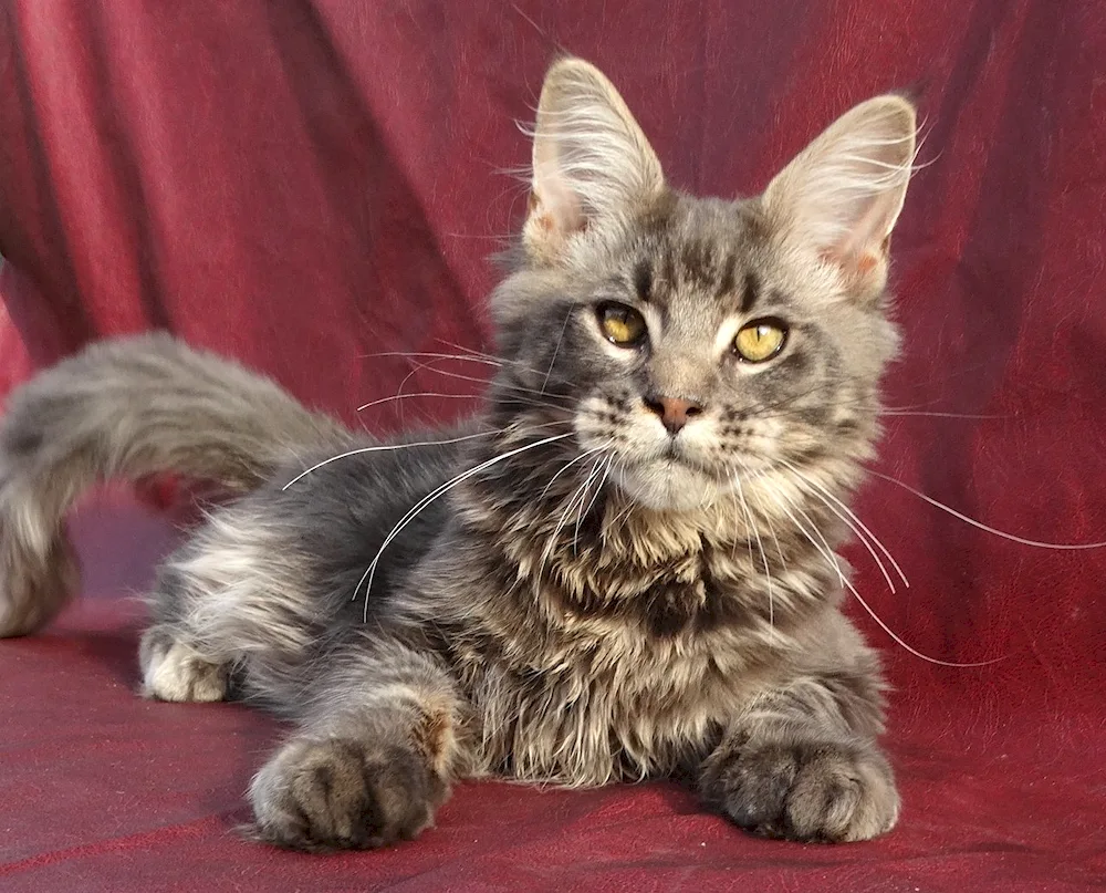 Maine Coon Métis