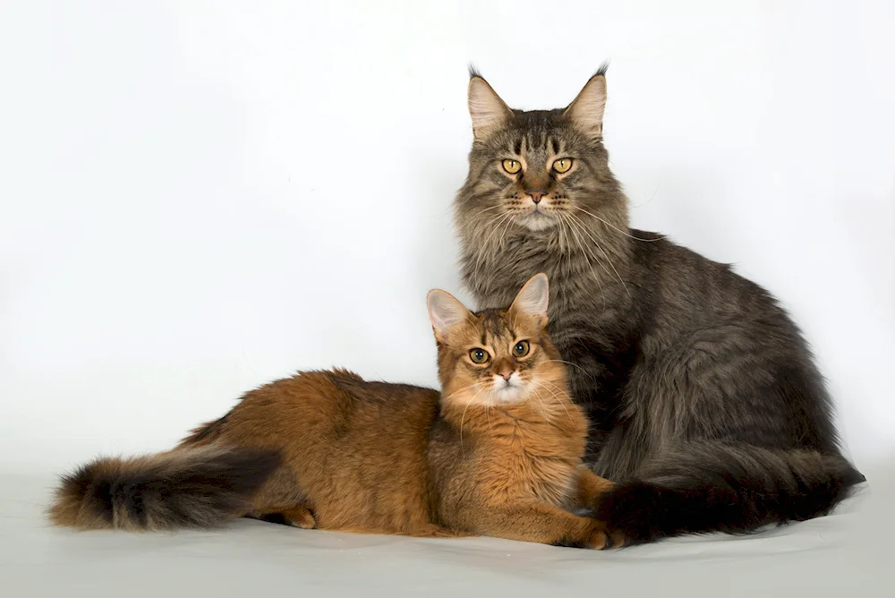 Maine Coon Métis