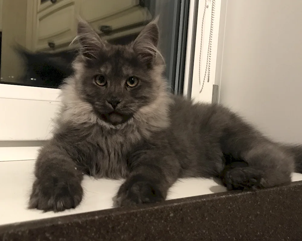 Maine Coon Métis with ordinary cat