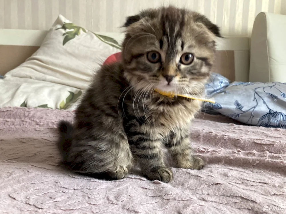 Scottish lop cat métis