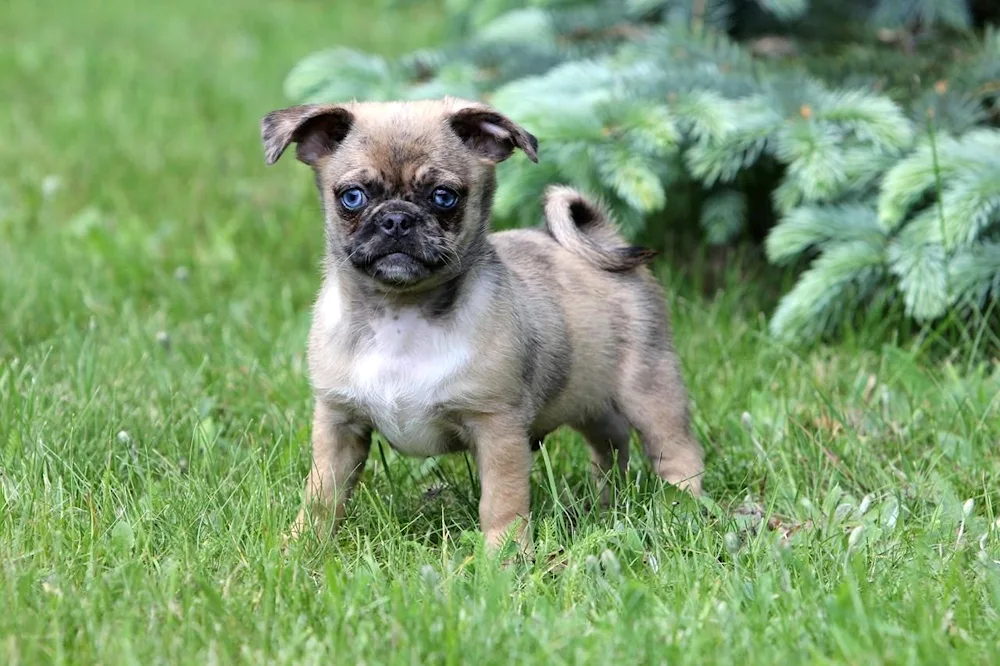 Mixed Pug and Chihuahua