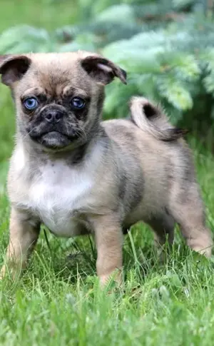 Métis Pug and Chihuahua