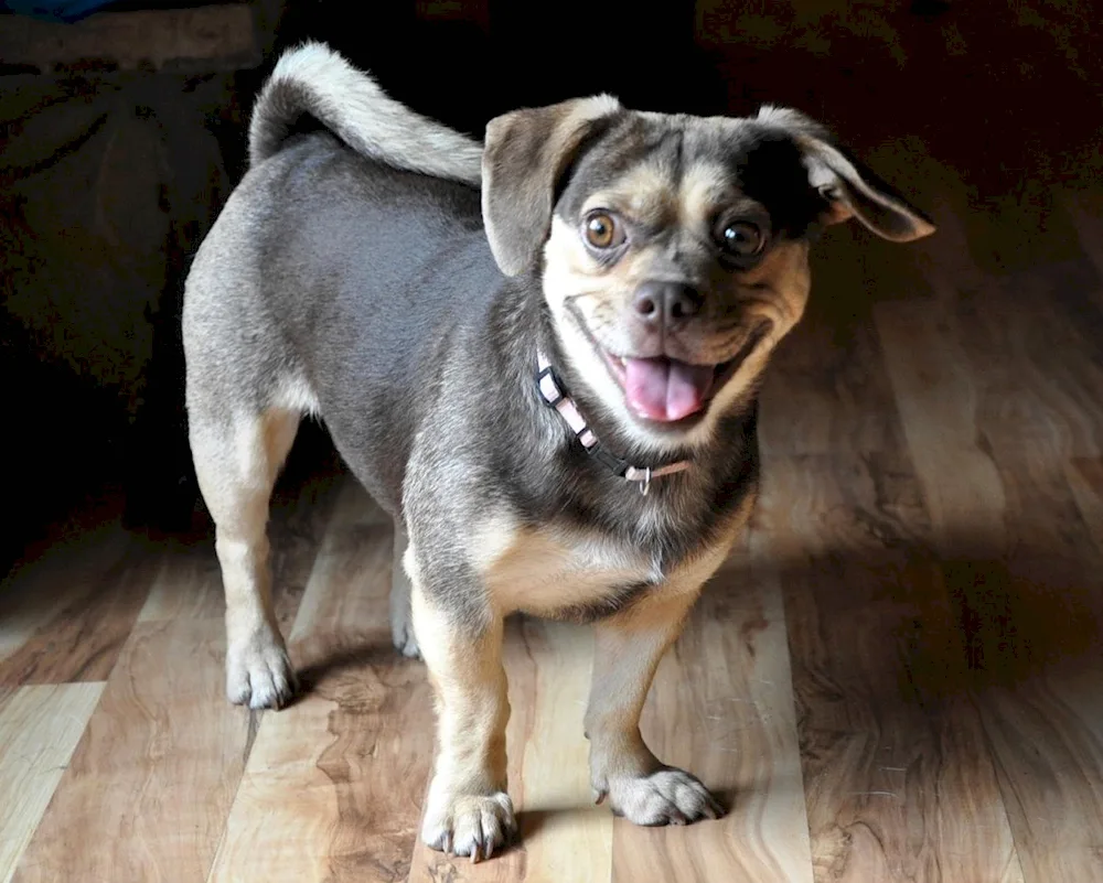 Métis Mopsa and Chihuahua dog Chihuahua