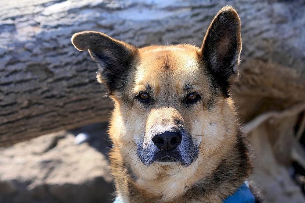 Labrador métis and Shepherd