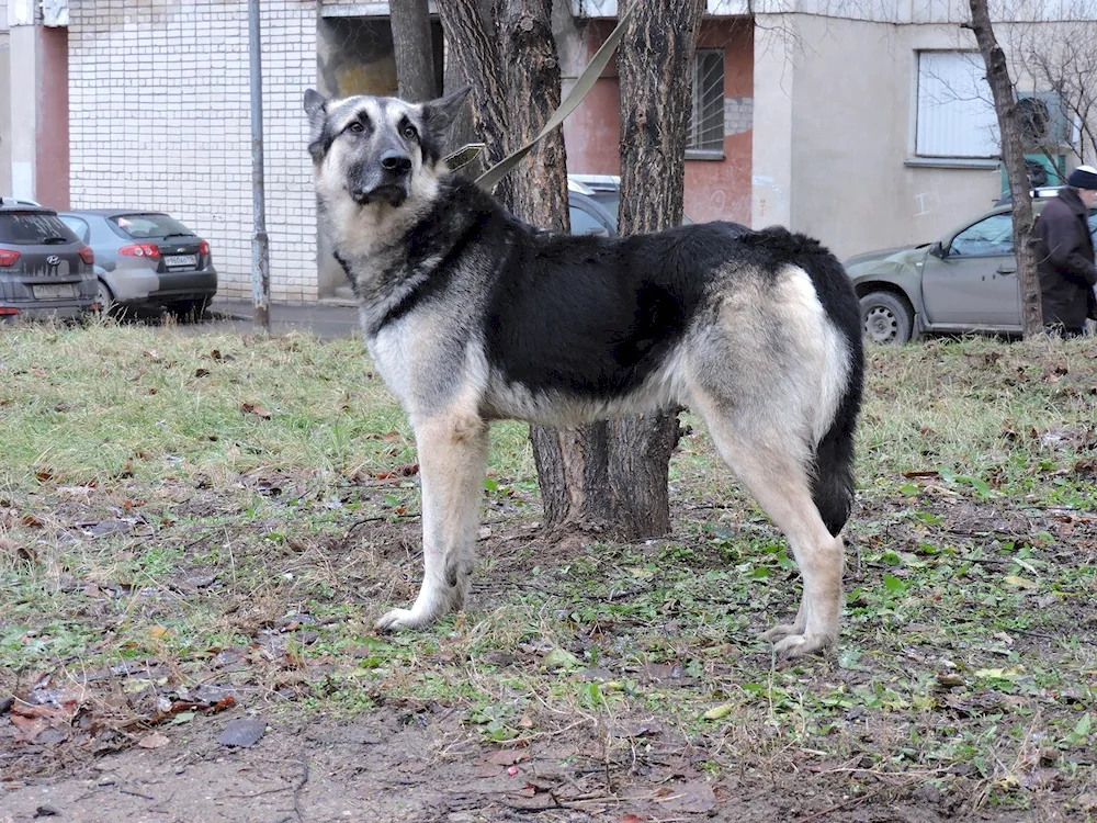 Middle Asian shepherd métis