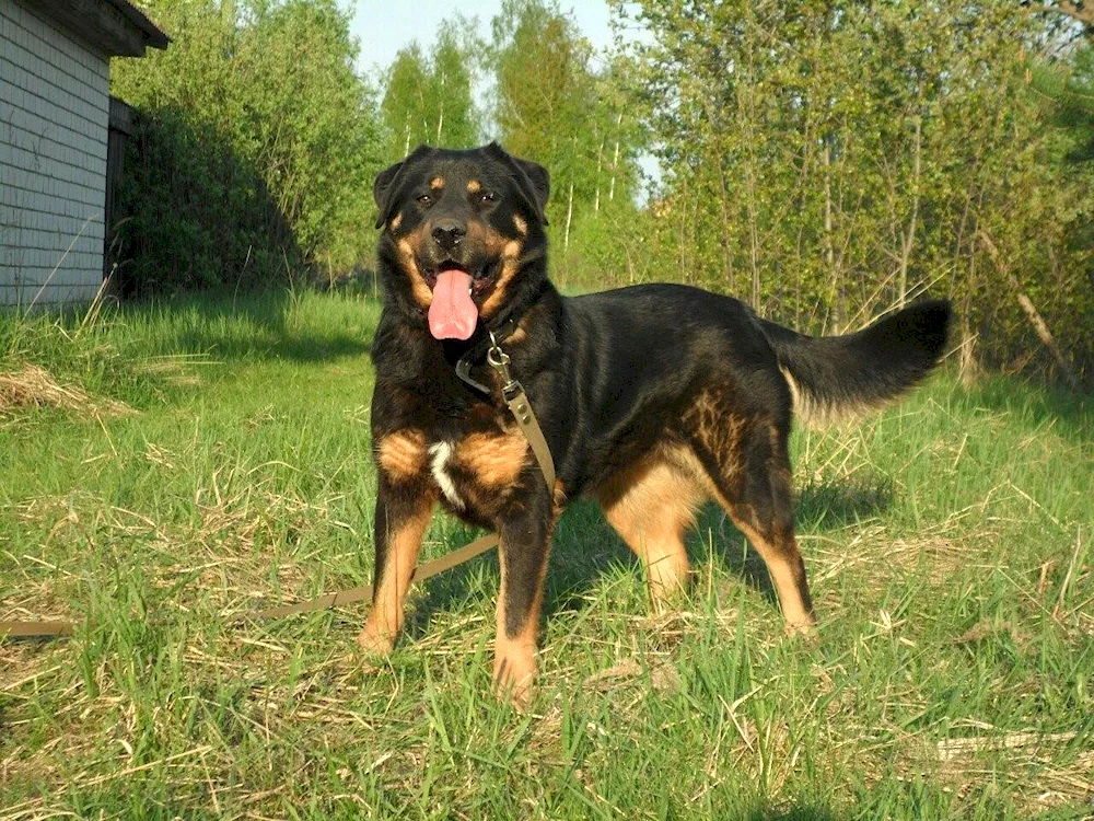 Shepherd team in Moscow dogs for adoption