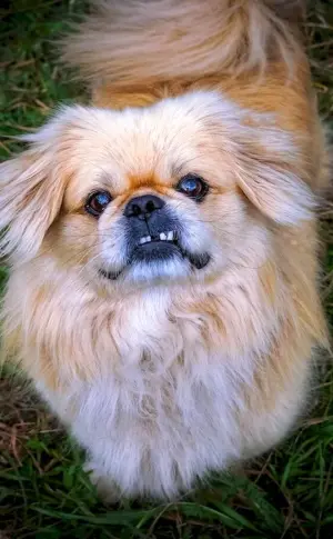 Pekingese Métis