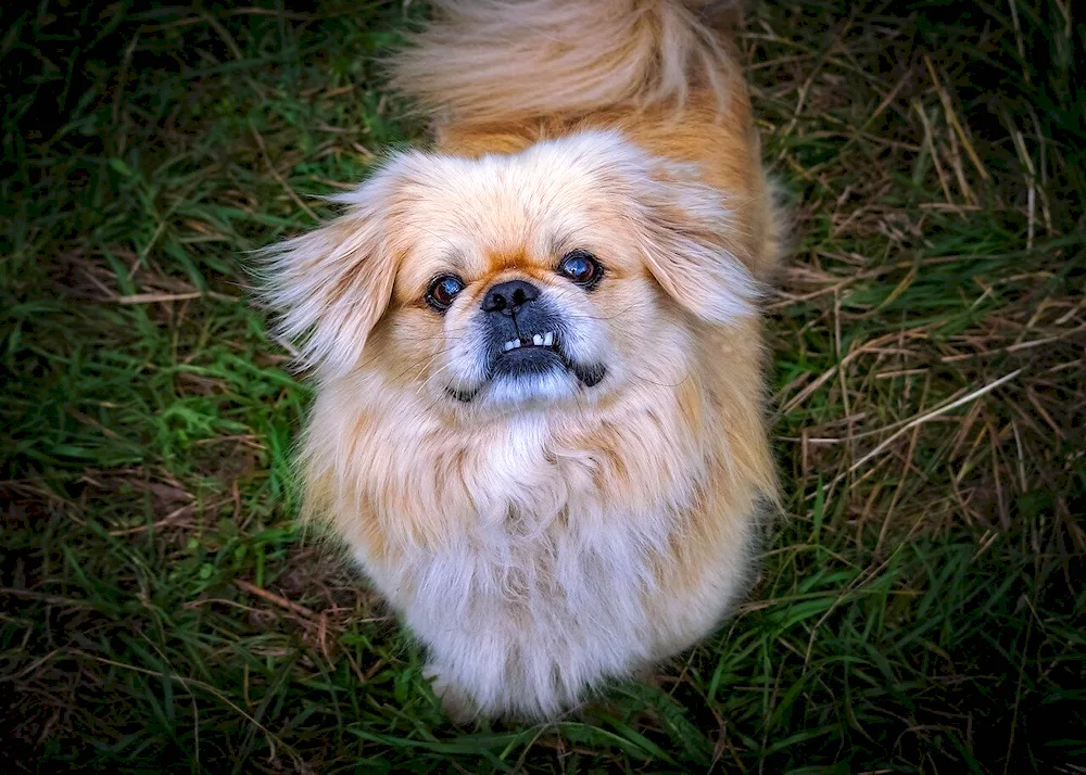 Pekingese Métis