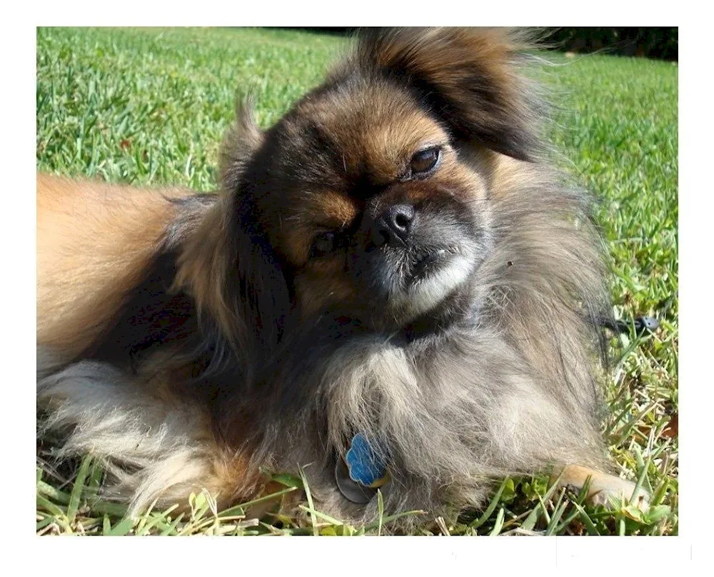 Pekingese Métis