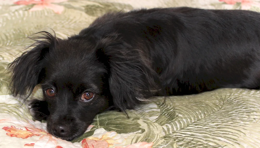 Pekingese and spaniel métis