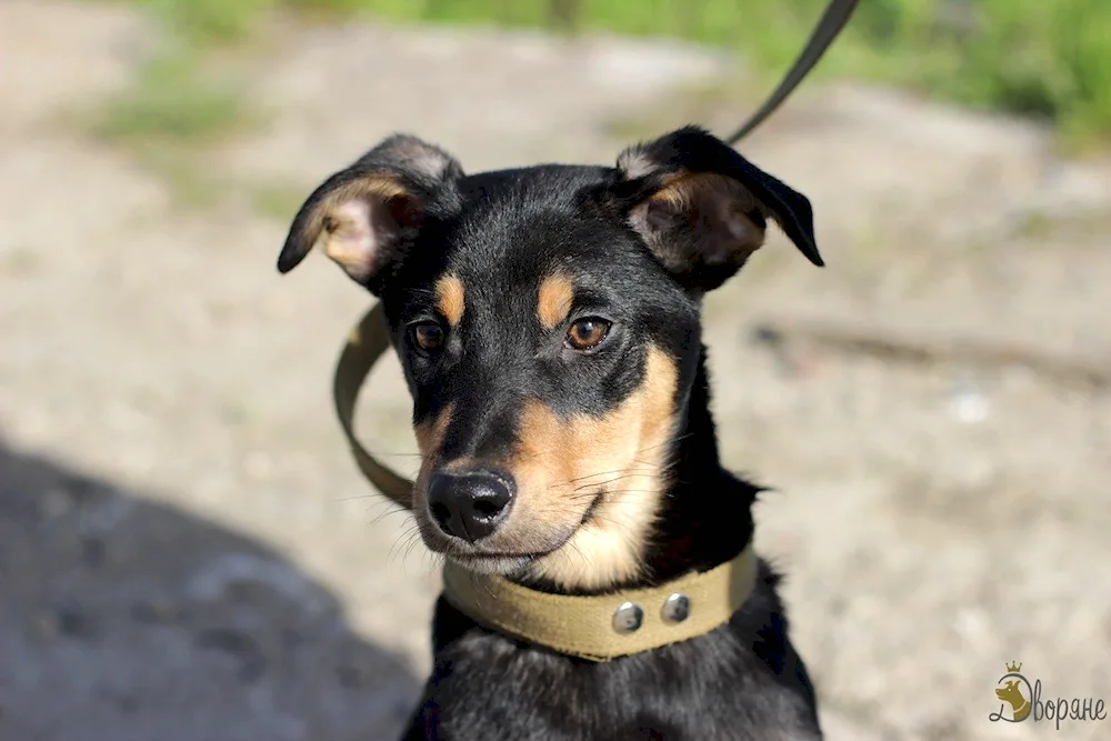 Zwergpinscher Russell Métis pinscher