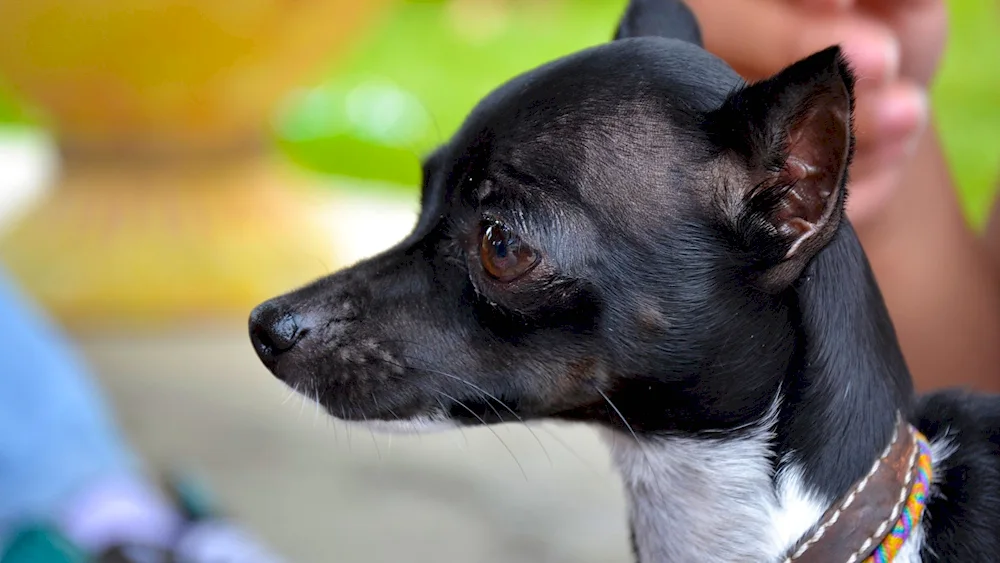 Pinscher Métis pinscher