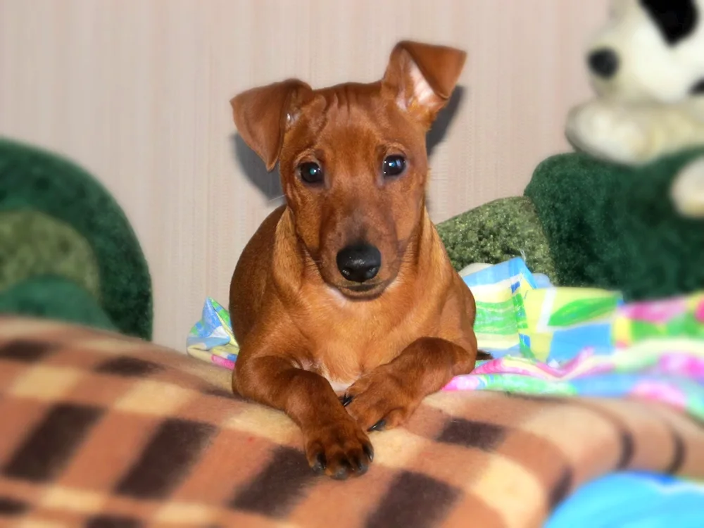 Dwarf pinscher métis