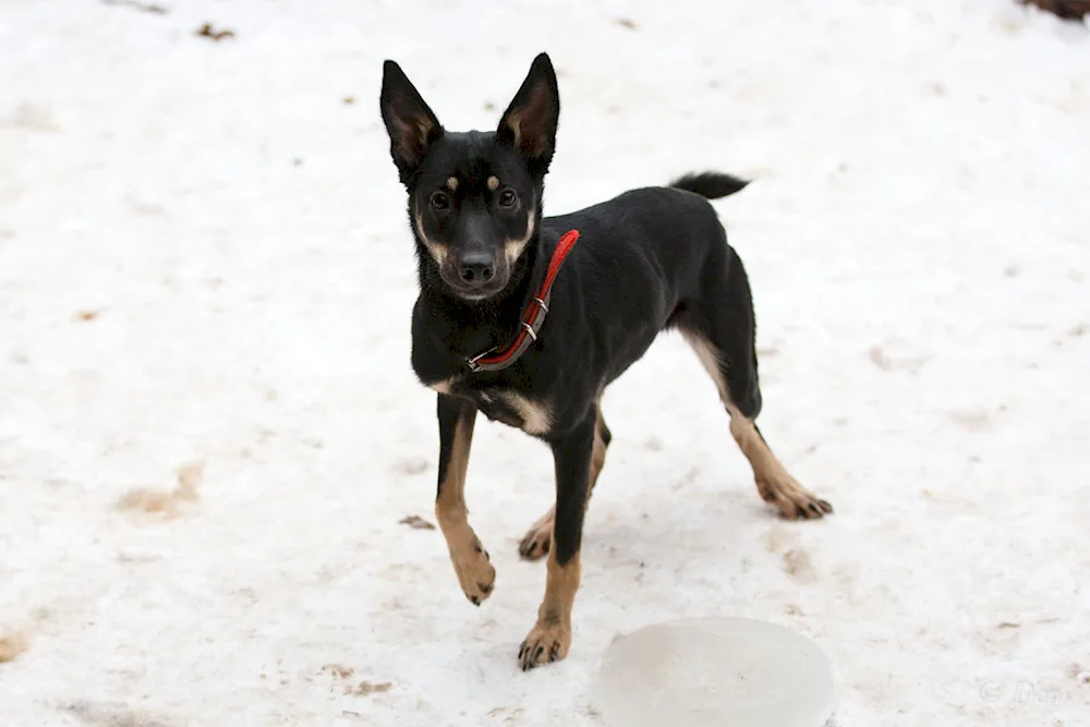 Dwarf pinscher métis