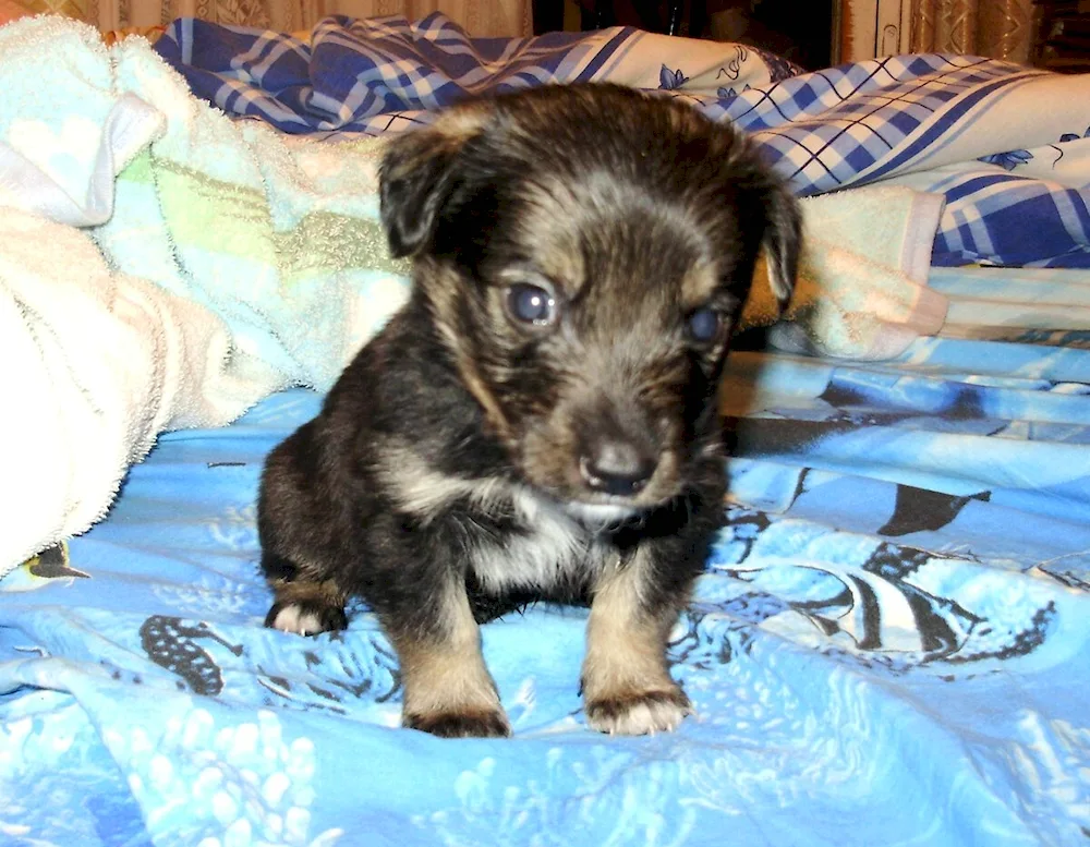 Jack- Russell Terrier