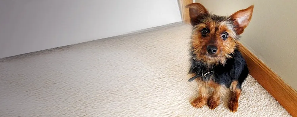 Pinscher mixes and Yorkie