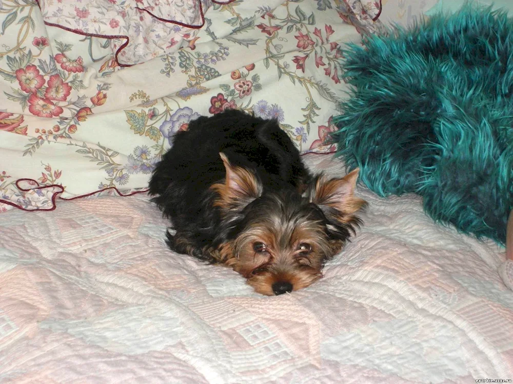 Pinscher-Yorkie mix
