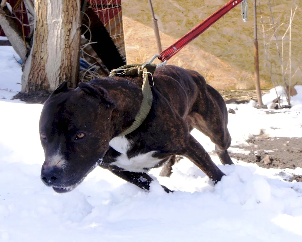 Alabai and dachshund métis