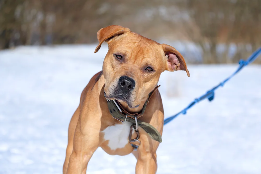 Pitbull and dachshund mix