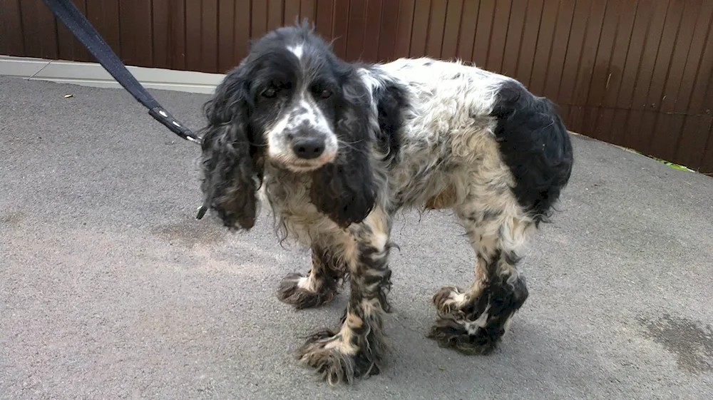 Russian spaniel mestizo