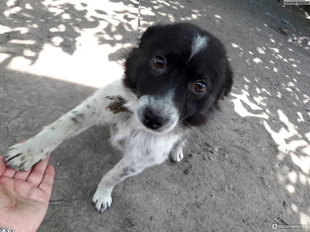 Russian spaniel and mongrel métis