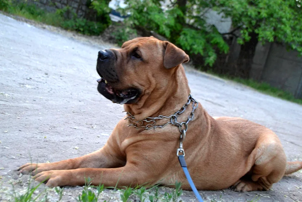 Sharpei and Labrador