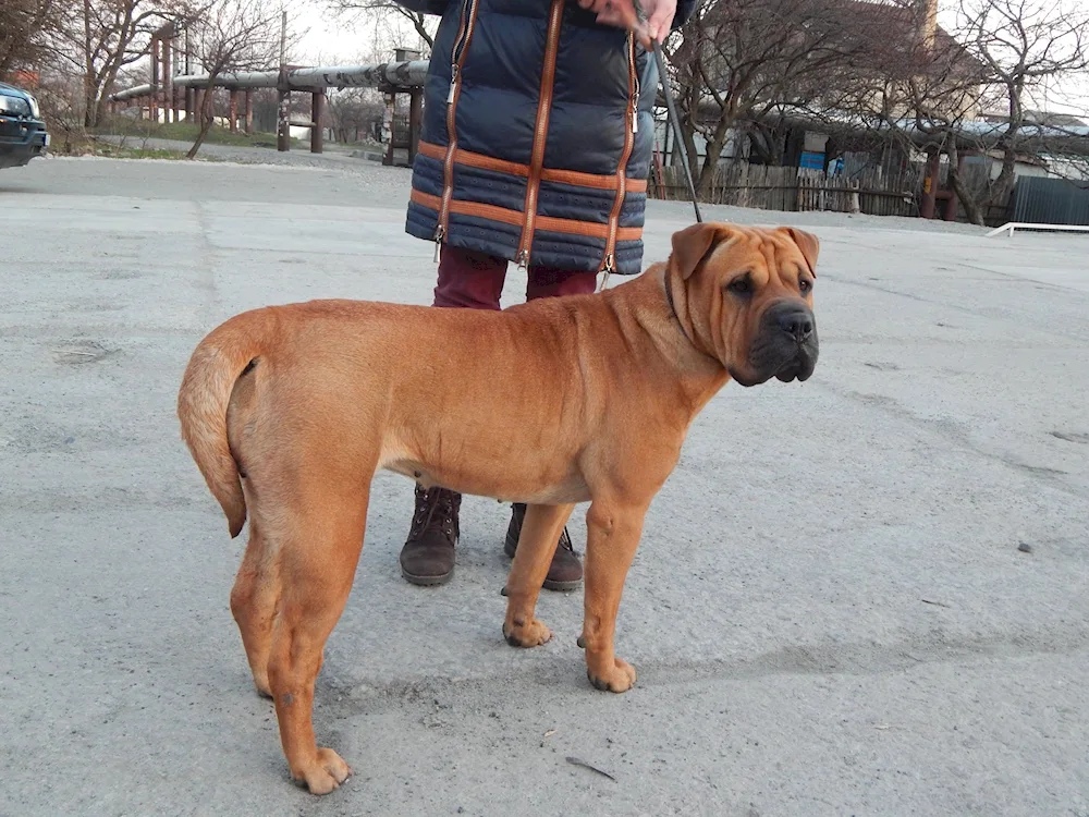 Sharpei métis