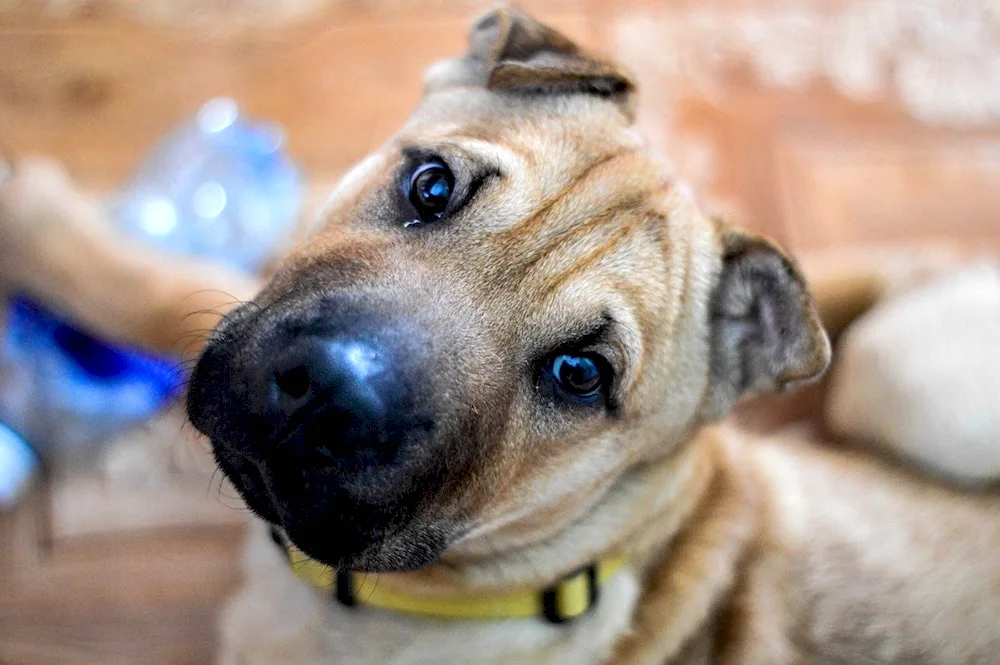 Sharpei mastiff