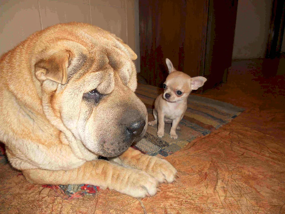 Sharpei and Chow- Chow