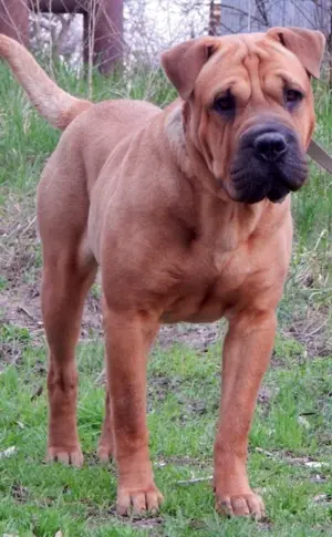 Sharpei and Labrador