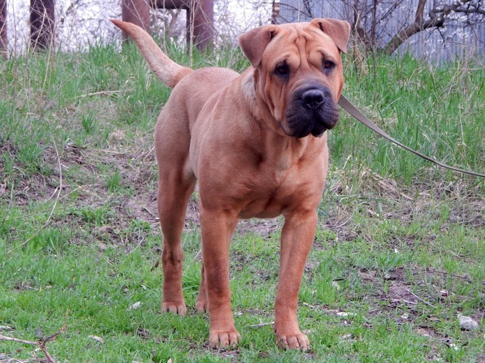 Sharpei and Labrador