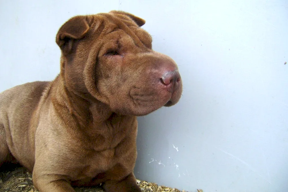 Sharpei métis