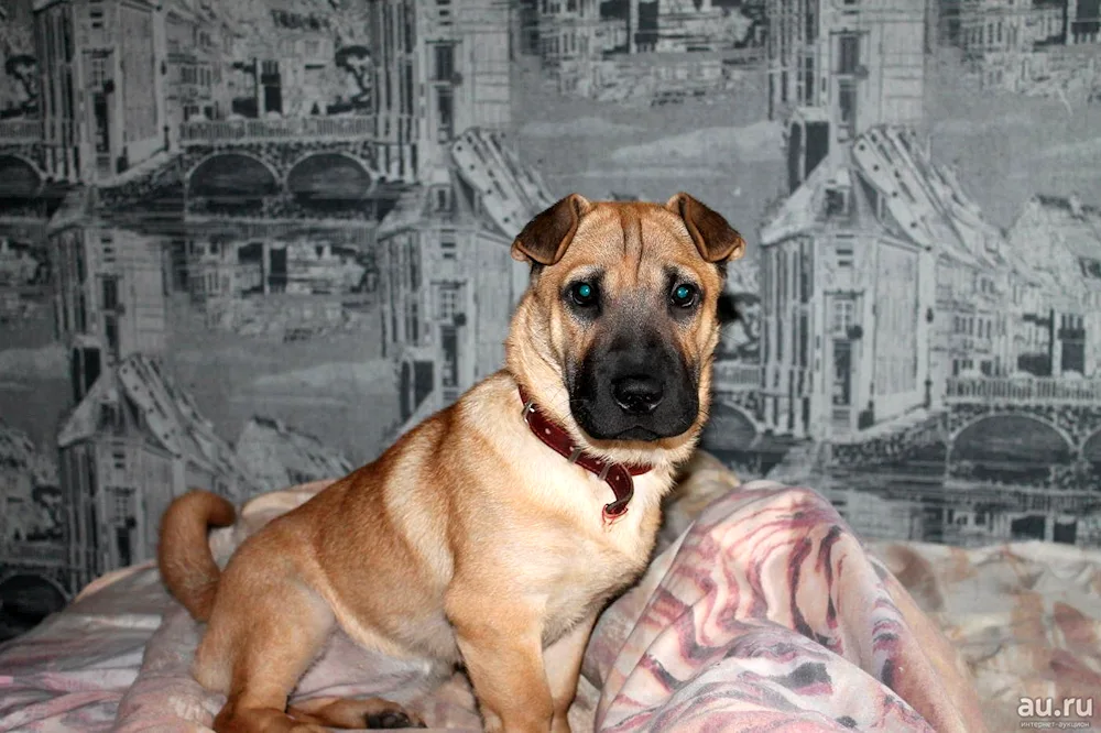 Staffordshire terrier with a Sharpei