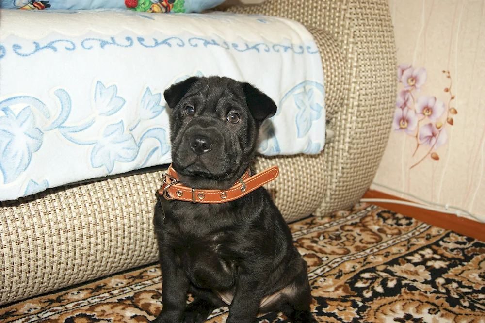 Sharpei and Labrador