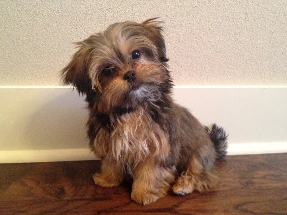 Shih Tzu and Yorkie mix