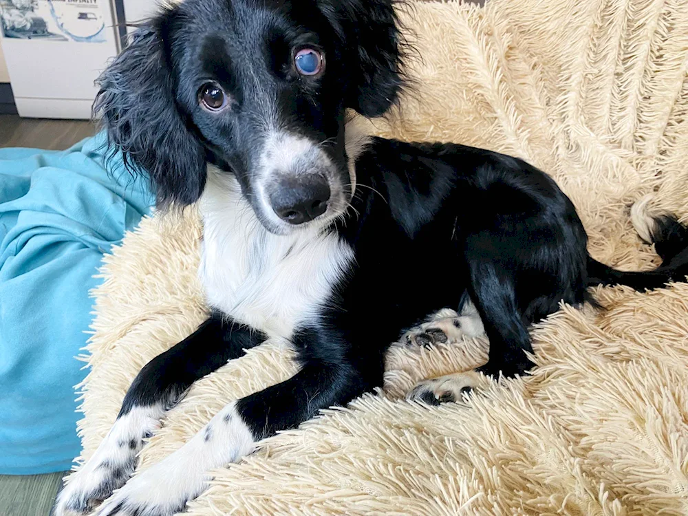 Spaniel métis