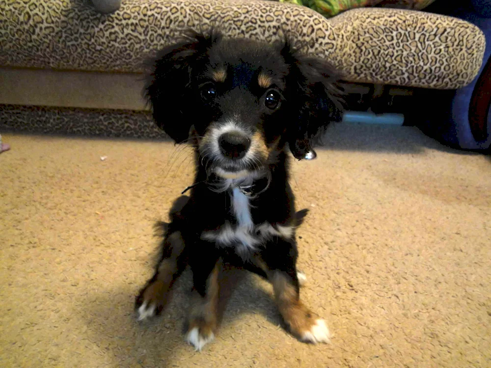 Mestizo spaniel