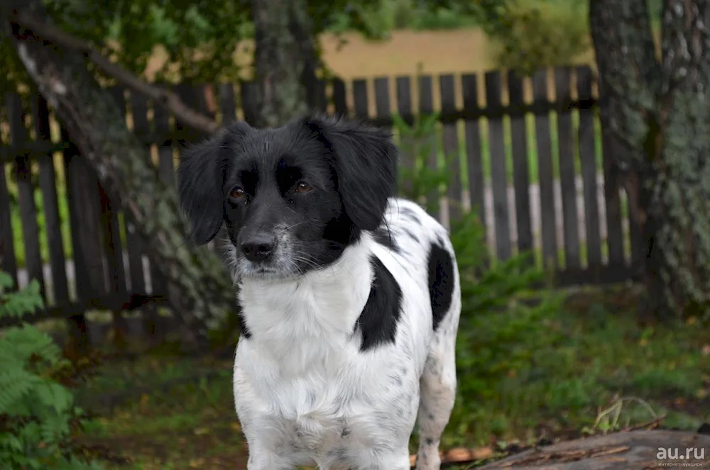 Mestizo spaniel