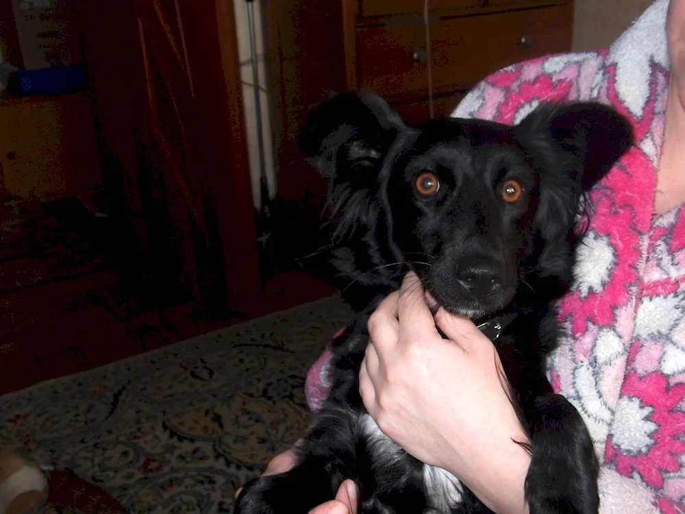 Mestizo spaniel