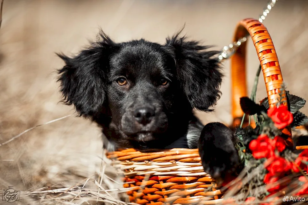 Métis spaniel