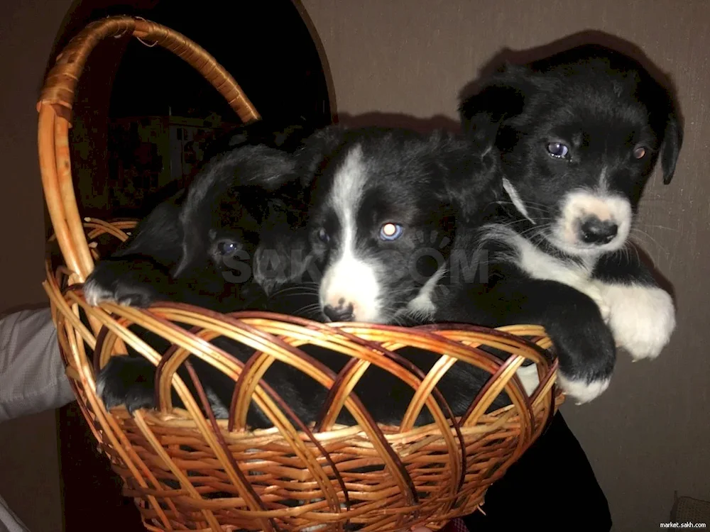 Métis spaniel and husky