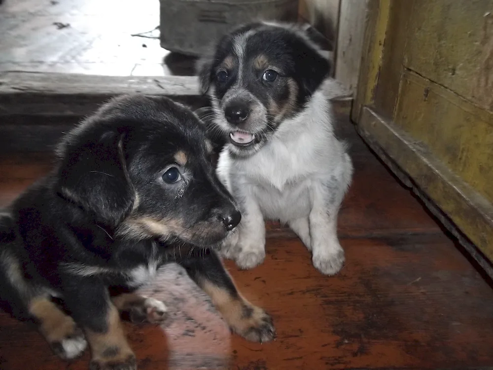 Mestizo spaniel and husky