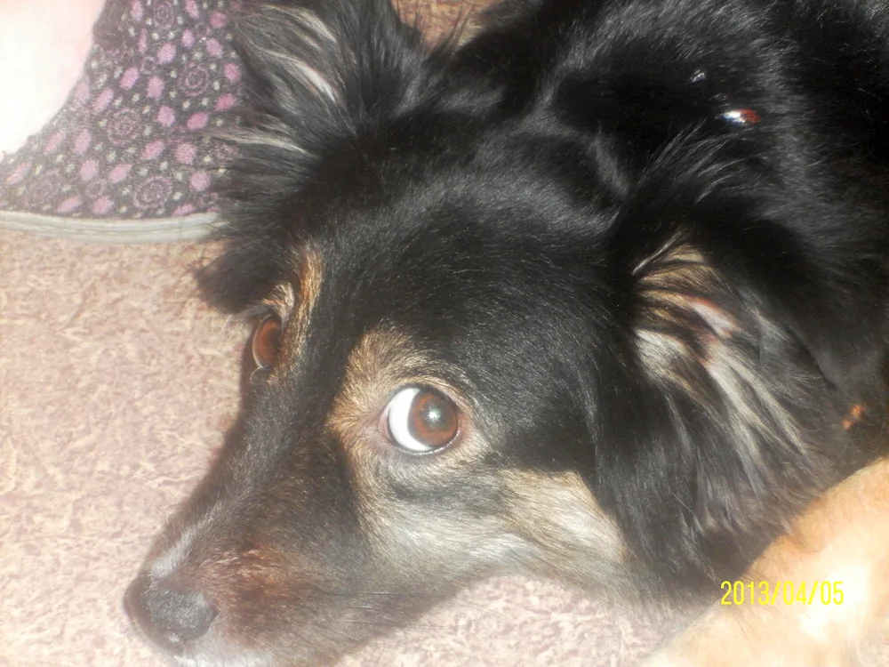 Mixed cocker spaniel