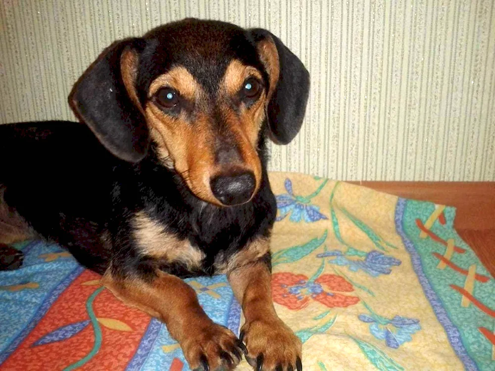 Dachshund mix Pinscher